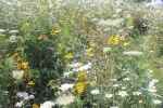 bloemenweide-2de-jaar-wilde-peen-closeup